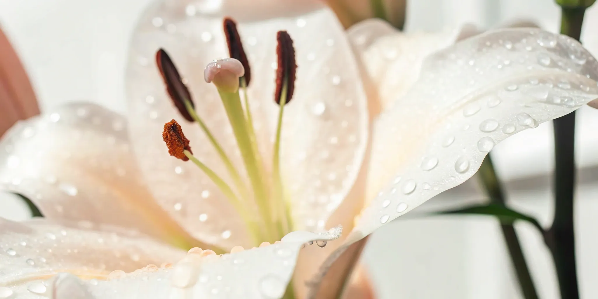 Glowing skin rejuvenation treatment.